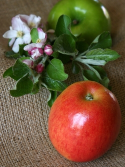 Äpfel sind ein gesunder und leckerer Snack... © Betty Shepherd