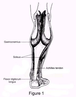 Abbildung 1: Musculus gastrocnemius und Musculus soleus verbinden sich zur dicken Achillessehne.