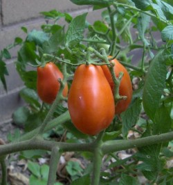 Janetts Tomatenpflanze. © privat